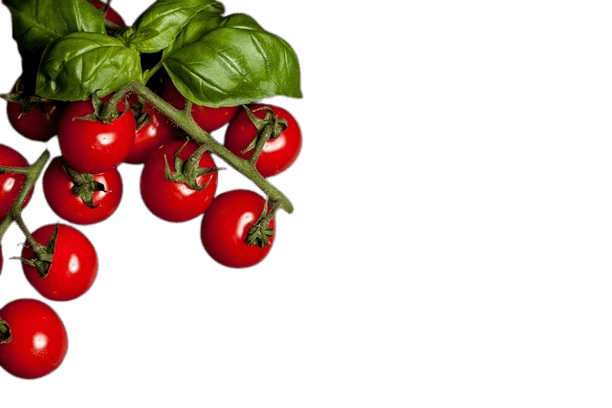 Tomatoes
